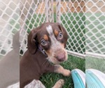 Small Photo #8 Coonhound Puppy For Sale in Holly Springs, NC, USA