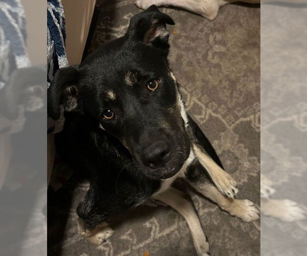 Medium Photo #3 German Shepherd Dog-Unknown Mix Puppy For Sale in Chandler, AZ, USA