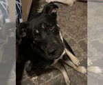 Small #2 German Shepherd Dog Mix