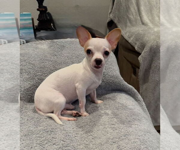 Medium Photo #2 Chihuahua-Unknown Mix Puppy For Sale in Rockaway, NJ, USA