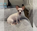 Small #1 Chihuahua Mix
