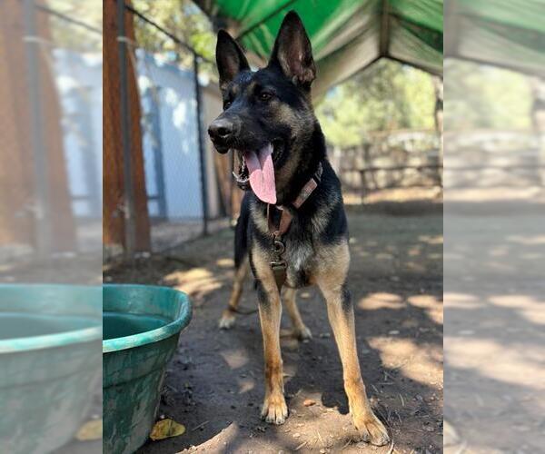 Medium Photo #2 German Shepherd Dog Puppy For Sale in Santa Barbara, CA, USA