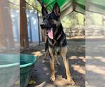 Small #1 German Shepherd Dog