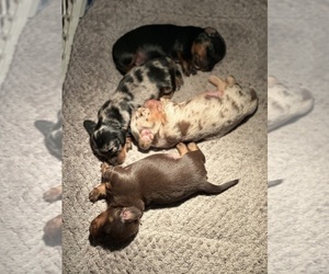 Dachshund Puppy for Sale in UNIONVILLE, Iowa USA