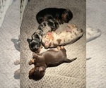 Small Dachshund