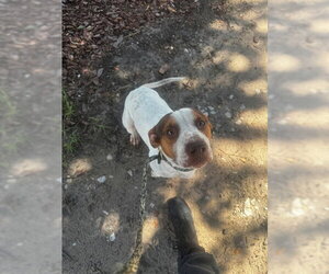 Chihuahua-Unknown Mix Dogs for adoption in St. Cloud, FL, USA
