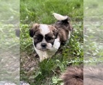 Puppy Gonzo Zuchon