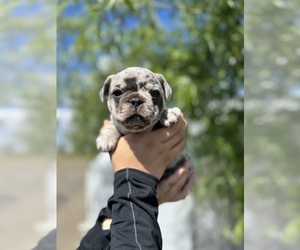 French Bulldog Litter for sale in PASCO, WA, USA