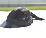 Cider - Male Pug Puppy for Sale - Photo #3