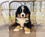 Small Photo #4 Bernese Mountain Dog Puppy For Sale in OCALA, FL, USA