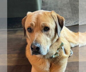 German Shepherd Dog-Great Pyrenees Mix Dogs for adoption in Canton, CT, USA