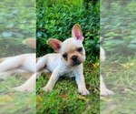Small Photo #6 French Bulldog Puppy For Sale in PARAGON, IN, USA