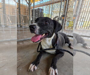 Mutt Dogs for adoption in El Centro, CA, USA