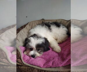 Zuchon Puppy for sale in MOUNT PLEASANT, MI, USA