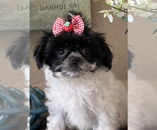 Medium Photo #2 Maltipoo-Poodle (Toy) Mix Puppy For Sale in SARASOTA, FL, USA