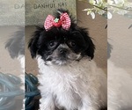 Small #1 Maltipoo-Poodle (Toy) Mix