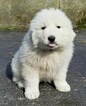 Small Photo #3 Great Pyrenees Puppy For Sale in KNOXVILLE, TN, USA