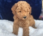 Small #3 Goldendoodle (Miniature)