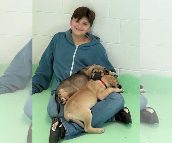 Medium Photo #9 Anatolian Shepherd-Rhodesian Ridgeback Mix Puppy For Sale in Higley, AZ, USA