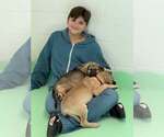 Small #8 Anatolian Shepherd-Rhodesian Ridgeback Mix