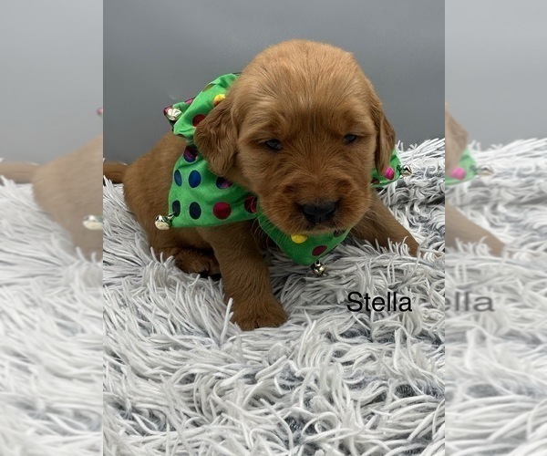 Medium Photo #8 Golden Retriever Puppy For Sale in FREDERICKSBG, OH, USA