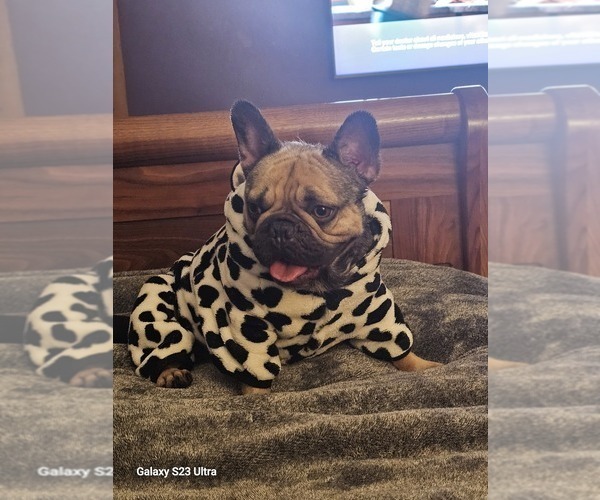Medium Photo #1 French Bulldog Puppy For Sale in ATHENS, AL, USA