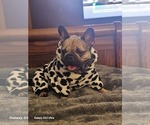 Small Photo #1 French Bulldog Puppy For Sale in ATHENS, AL, USA