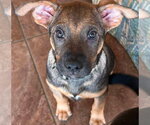 Small Mutt