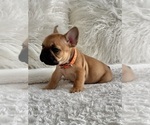 Bruno - Male French Bulldog Puppy for Sale - Photo #3