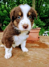 Australian Shepherd Puppy for sale in POMEROY, OH, USA