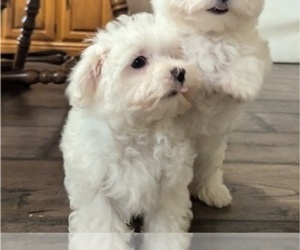 Maltese Puppy for sale in BEATRICE, NE, USA
