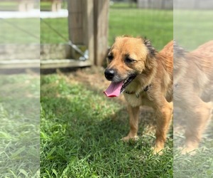 Chiweenie Dogs for adoption in Virginia Beach, VA, USA