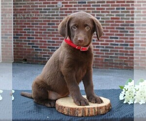 Labrador Retriever Puppy for sale in NEW HOLLAND, PA, USA