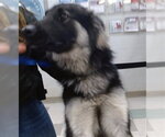 JANICE - Female German Shepherd Dog-Unknown Mix Dog for Adoption - Small photo