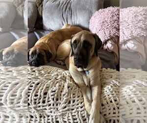 Mastiff Dogs for adoption in Goodyear, AZ, USA