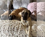Small Mastiff