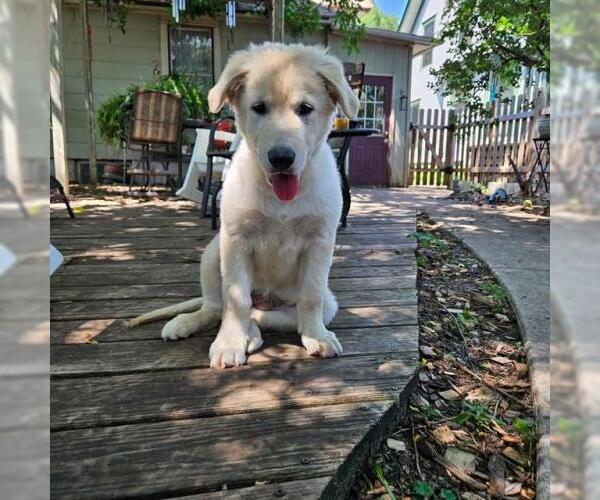 Medium Photo #2 Sheprador Puppy For Sale in Minneapolis, MN, USA