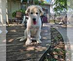 Small #1 Sheprador