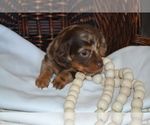 Small #1 Dachshund