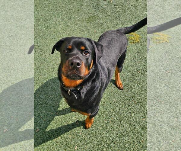Medium Photo #2 Rottweiler-Unknown Mix Puppy For Sale in Rockwall, TX, USA