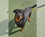 Small #1 Rottweiler Mix