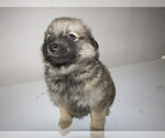 Small Photo #7 Pomsky Puppy For Sale in KOKOMO, IN, USA
