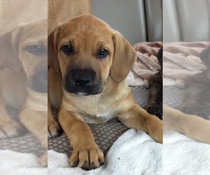 America Bandogge Mastiff Puppy for sale in DUNNELLON, FL, USA