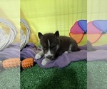 Small Photo #30 Siberian Husky Puppy For Sale in DEARBORN, MO, USA