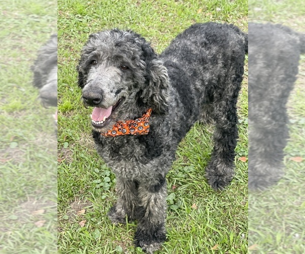 Medium Photo #1 Labradoodle Puppy For Sale in GEORGETOWN, SC, USA
