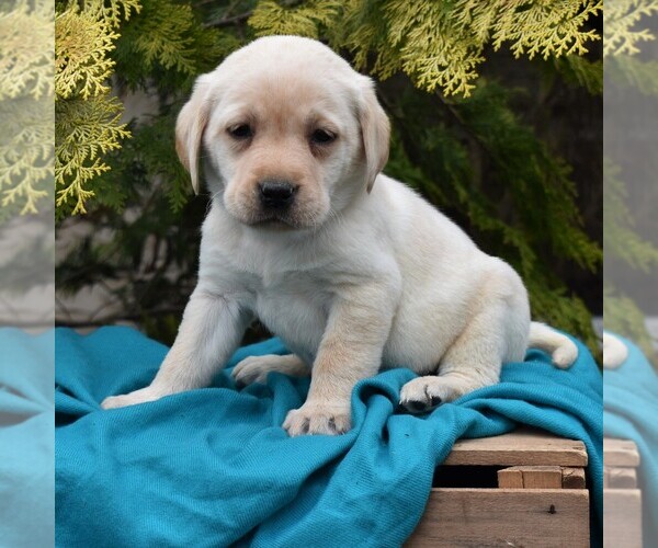 Medium Photo #2 Labrador Retriever Puppy For Sale in MILLERSTOWN, PA, USA