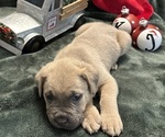 Puppy Notorious BIG Cane Corso