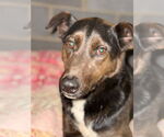 Small #1 Labrador Retriever Mix
