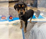 Small #1 Mutt