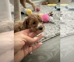 Small #9 Maltipoo